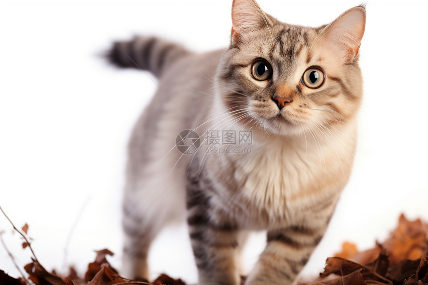 小猫在落叶堆上图片
