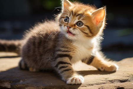 毛茸茸的小猫图片