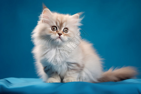 可爱的小猫背景图片