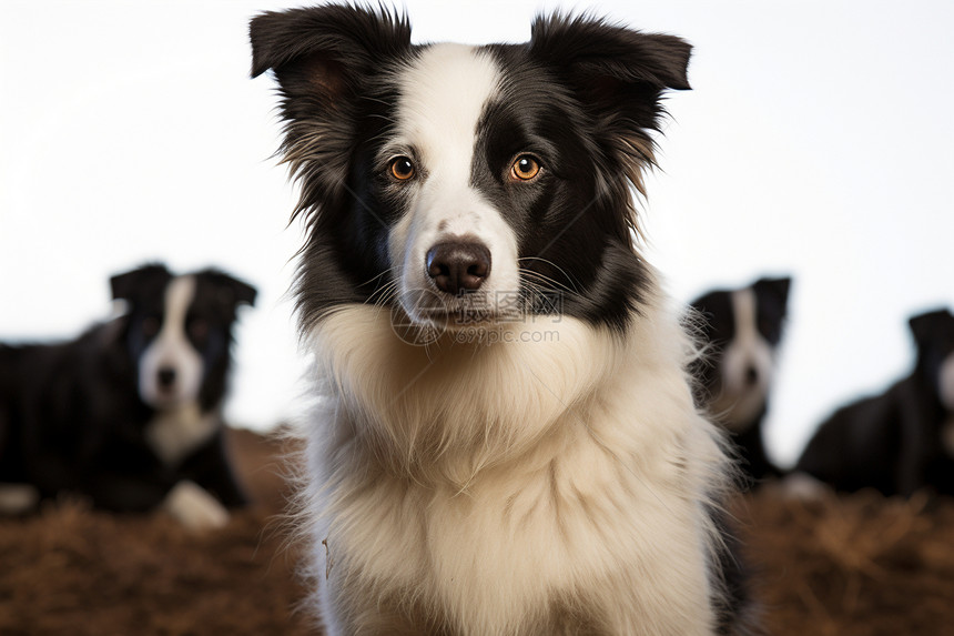 可爱的牧羊犬图片