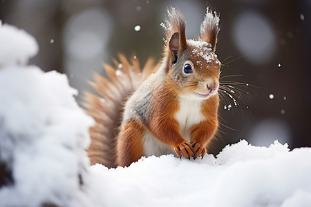 冬日户外的松鼠高清图片