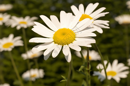 夏日芳香的菊花背景图片