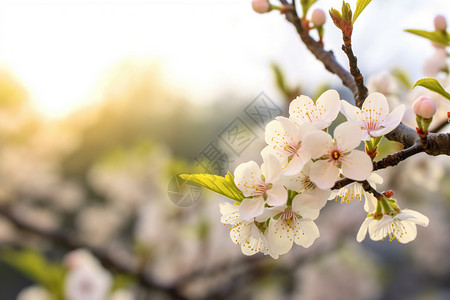 花开满园的公园图片