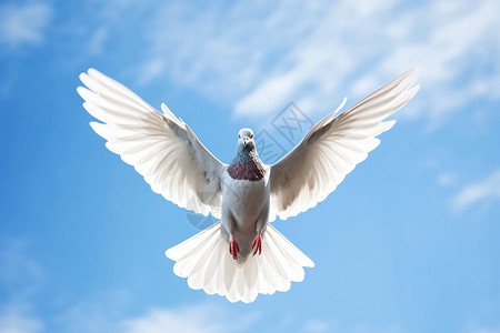 自由飞翔的鸟图片