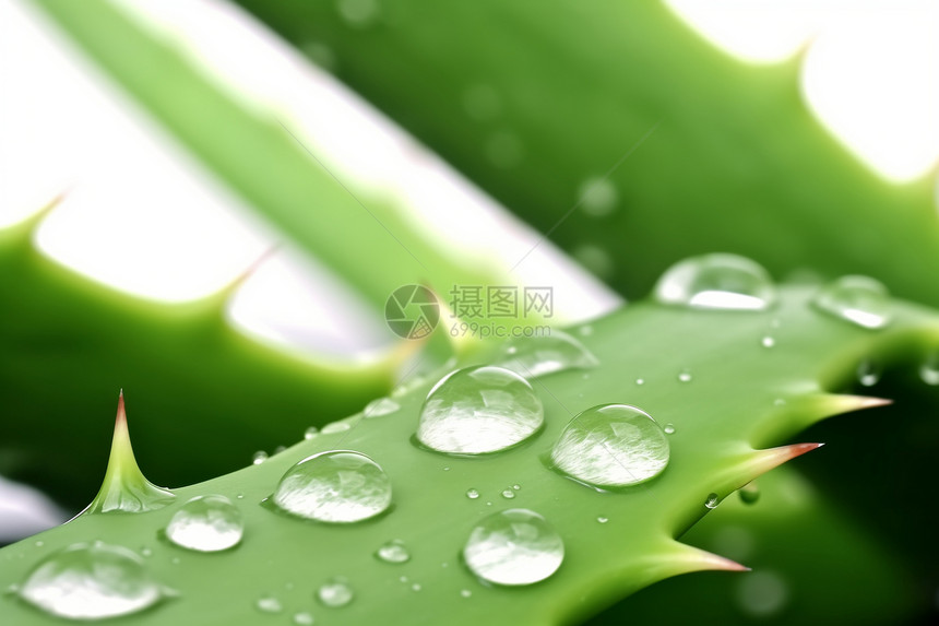 仙人掌上的雨滴图片