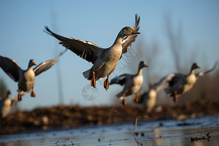 湿地盘旋的水禽图片