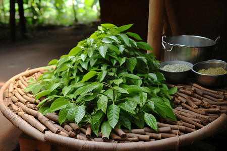 热带茂盛的植物图片