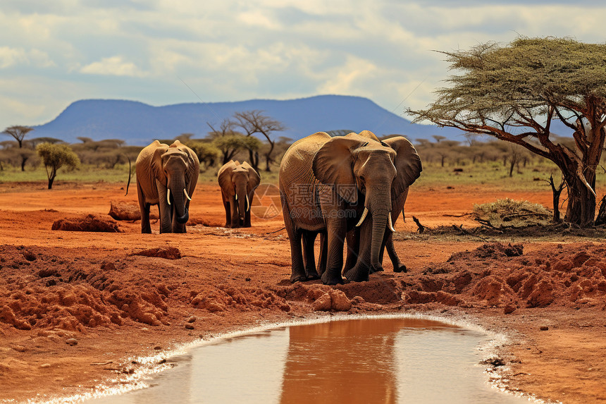 大象丛林之旅图片