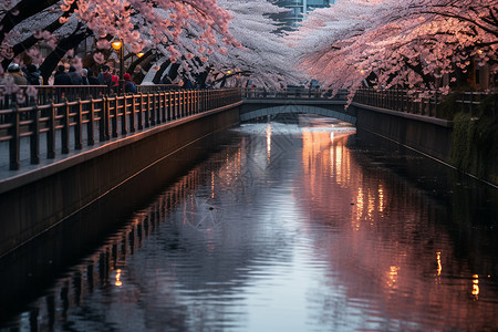 樱花之河图片