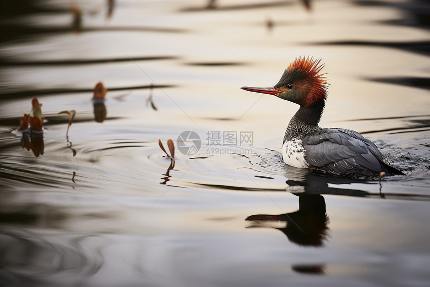 红头鸟游泳的自然瞬间图片