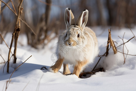 冬季雪地中的兔子背景图片