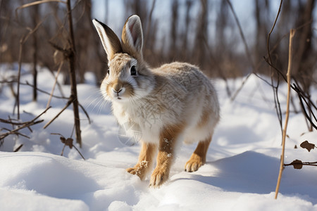 雪地中野生的兔子背景图片