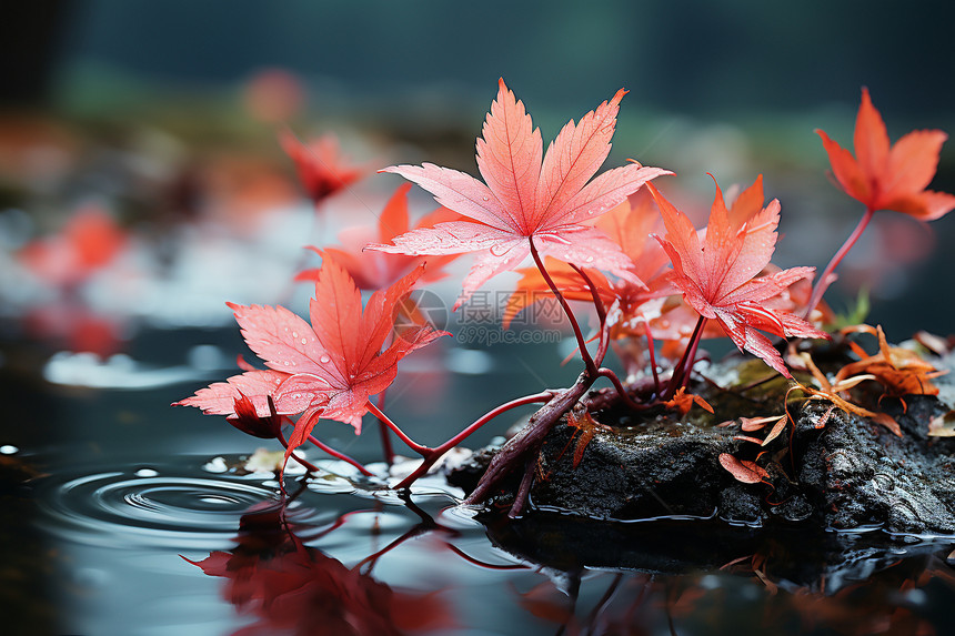水中红叶之美图片