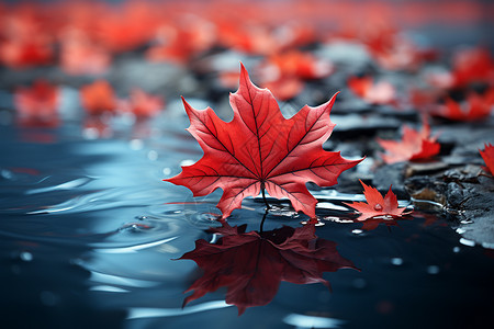 红叶飘浮水面的唯美景色高清图片