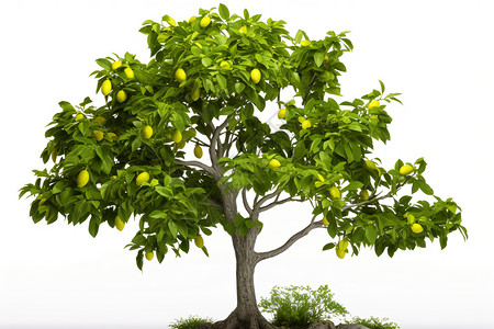 夏日的柠檬树背景图片