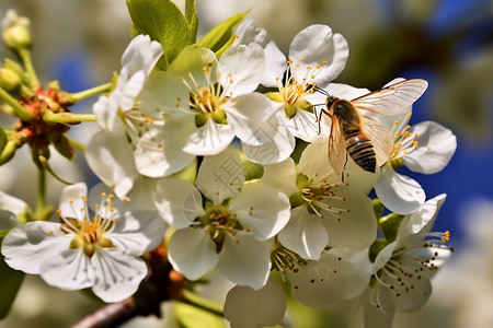 蜜蜂忙碌飞舞在花朵间图片