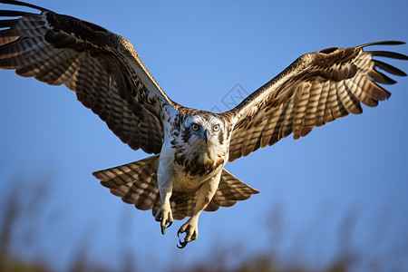 渔鹰在自然中展翅飞翔图片