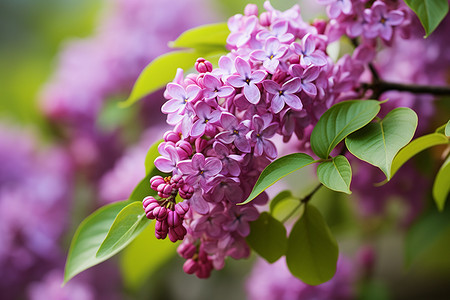 夏日花园的紫色魅力高清图片