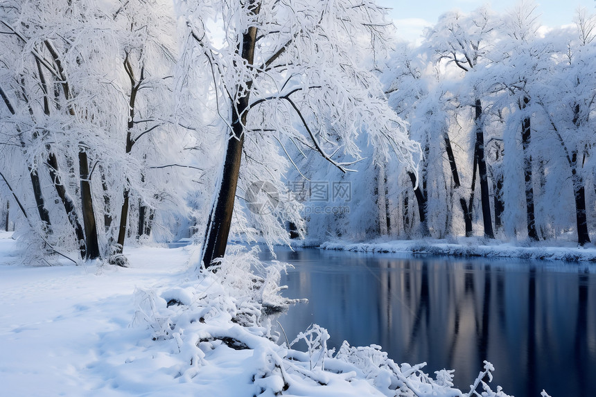 冬日白雪覆盖的森林景观图片