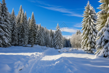 冬日冰雪仙境的美丽景观图片