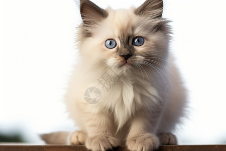 蓝眼镜的猫咪图片