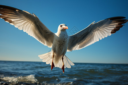 海上飞翔的海鸥特写图片