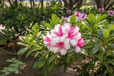 一朵杜鹃花美丽的杜鹃花背景