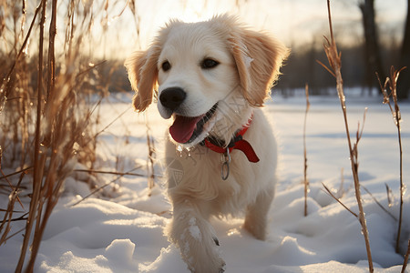 小狗在雪地里奔跑图片