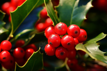 红浆果和绿叶串在树枝上图片