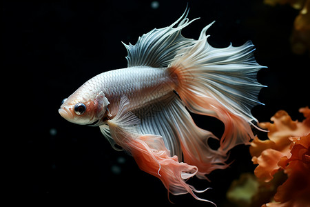 红尾白鱼游荡于海底高清图片