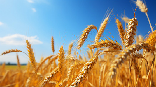 金黄色秋天麦田里的麦子背景
