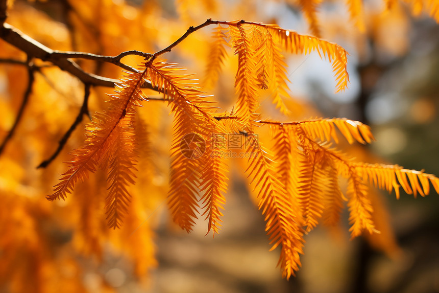 秋日林间的金黄色树叶图片