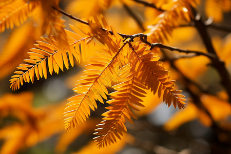 公园中金黄色的水杉树叶图片