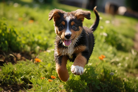 快乐草地上奔跑的小狗图片