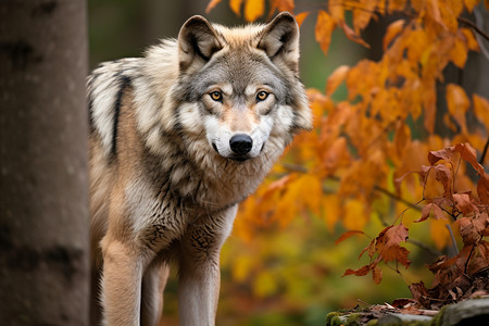秋季林中机警的灰狼图片