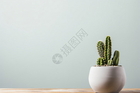 极简主义的植物背景图片