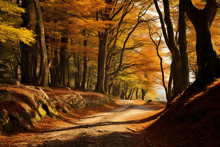 秋日森林的美丽景观背景图片