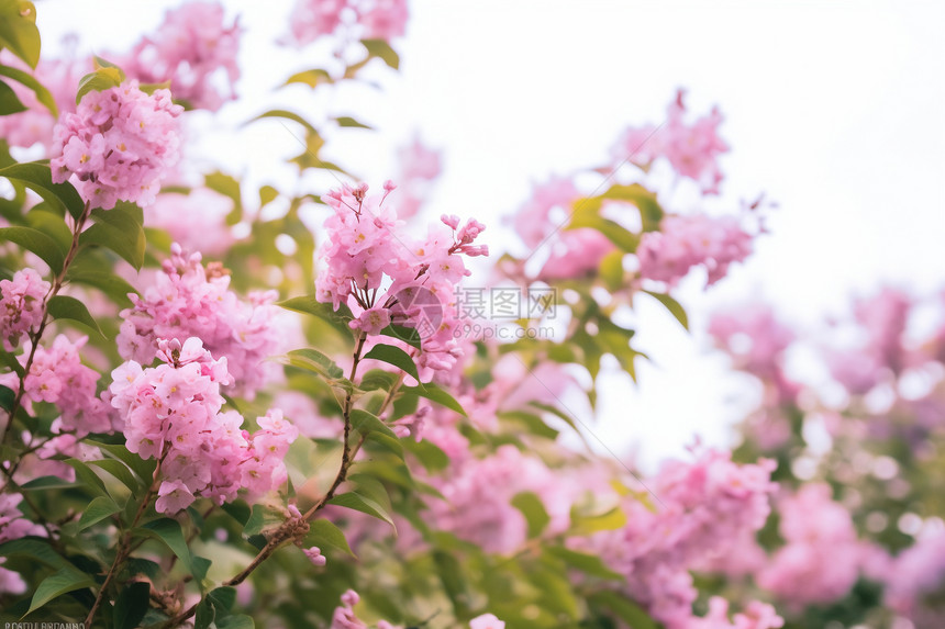 碧绿花海的美丽景观图片