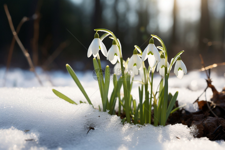 在雪中盛开的花朵图片