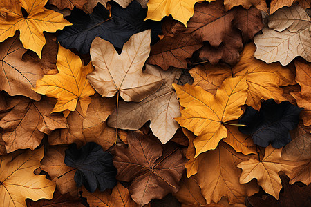 秋日堆积的落叶图片