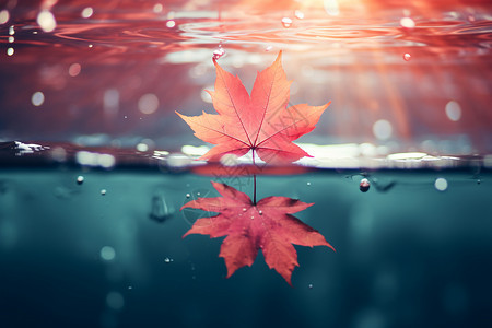岩石红槭叶子红枫叶倒映在水中背景