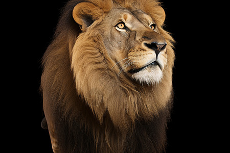 凶猛的狮子毛皮南非狐高清图片