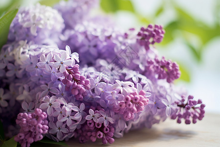 绣球花瓣紫色的花束背景