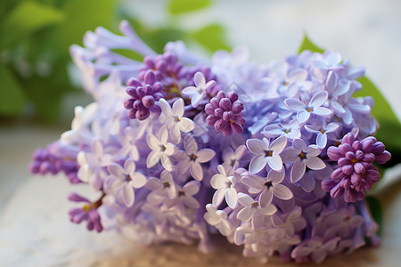 绣球花瓣紫色鲜花的繁盛背景