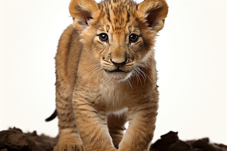可爱的狮子宝宝背景图片