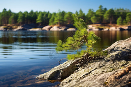 湖边成长的小松树图片
