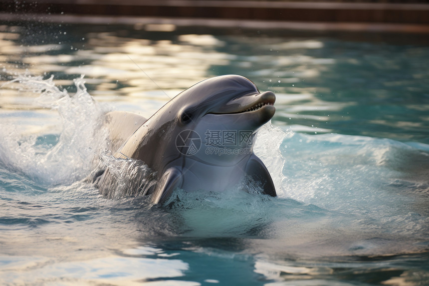 泳池里的海豚图片