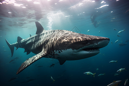 巨大的鲨鱼背景图片