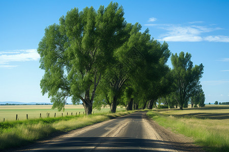 乡间的小路背景图片