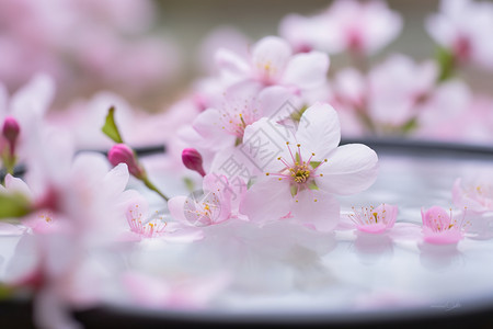 美丽自然的鲜花图片